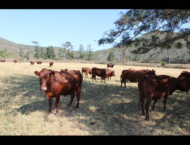 1,058HA FARM FOR SALE IN KOMGA